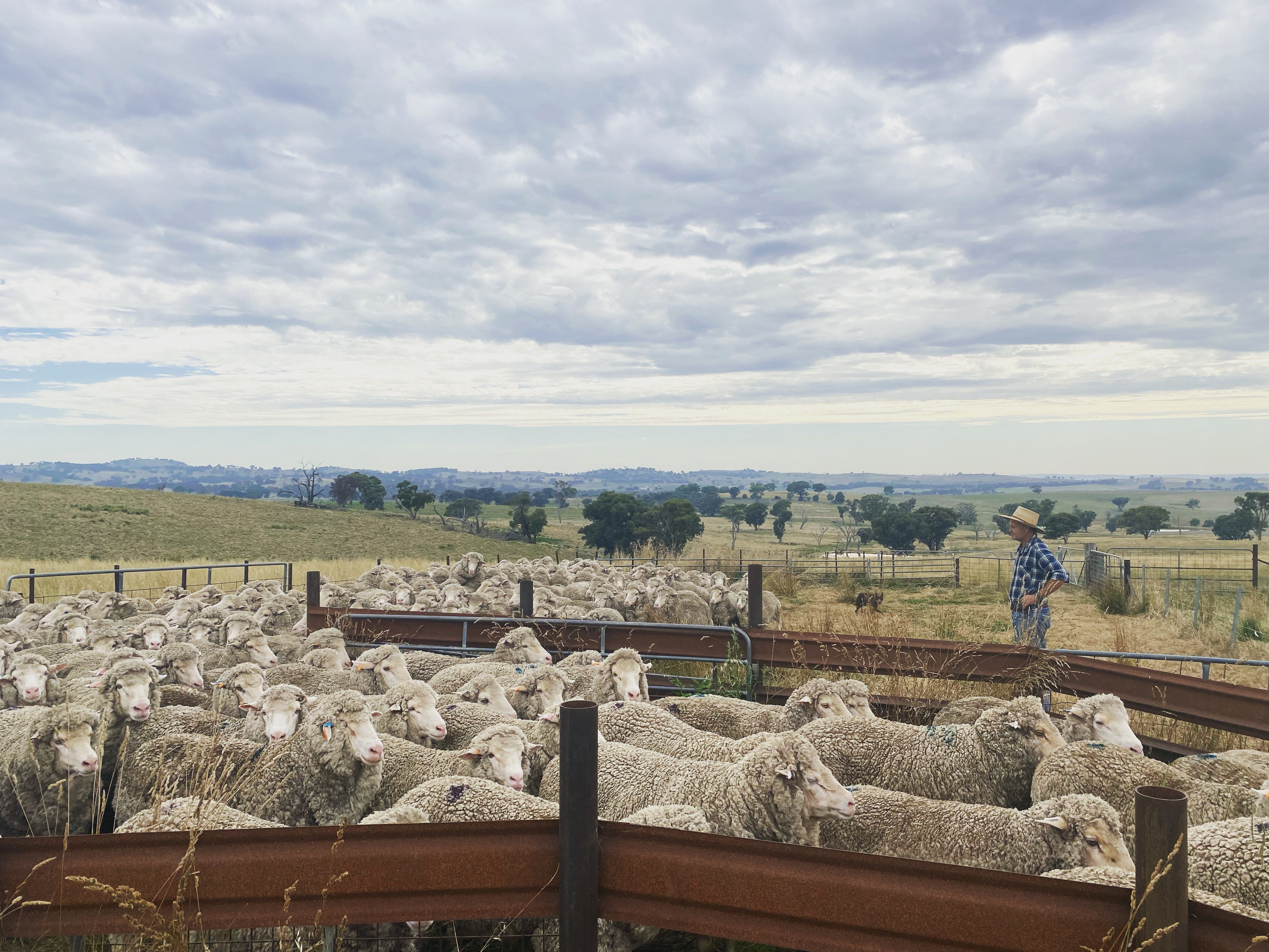 How Merino Wool Is Grown: From Australian Pastures to Your Wardrobe