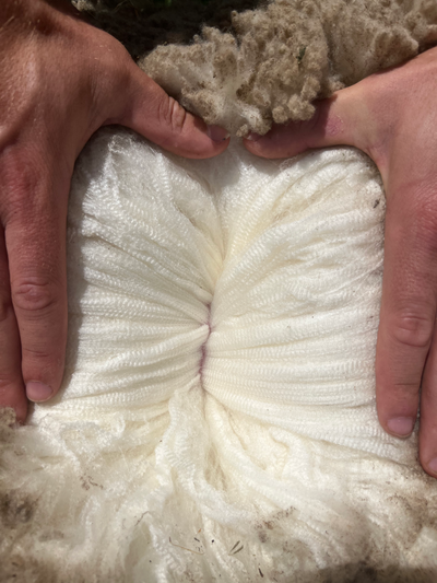 The Science Behind the Luxurious Softness of Merino Wool