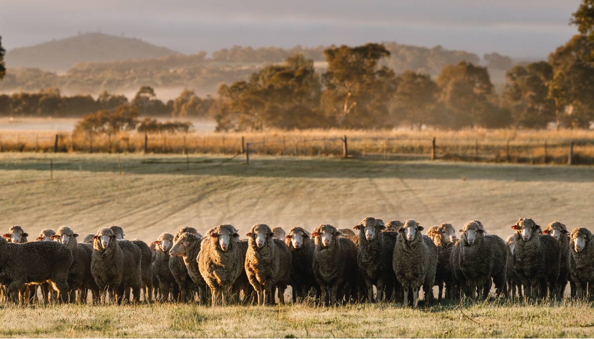 Sheep grazing in a field with a scenic background of trees and hills.