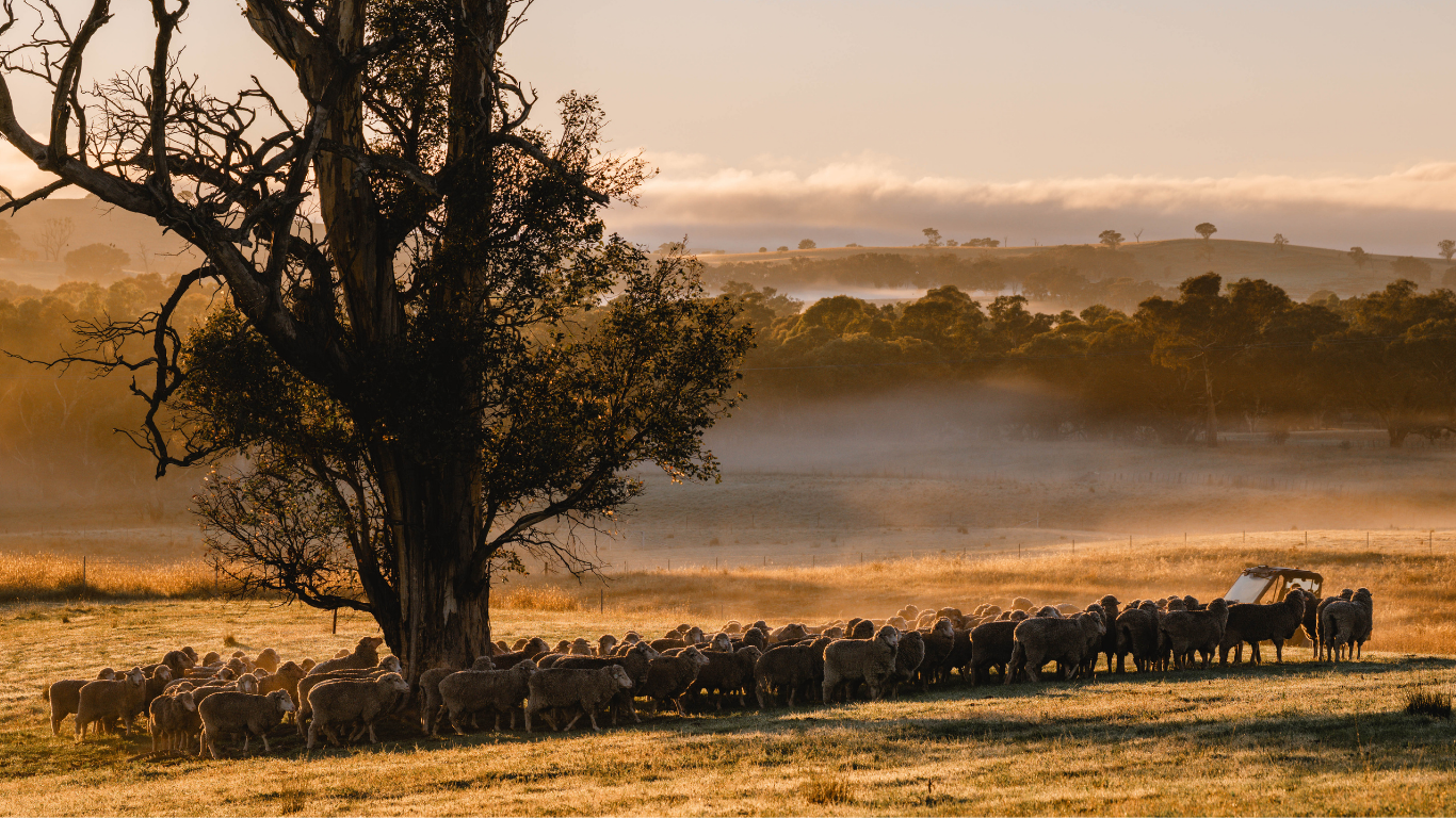 Sheep grazing under a large tree in a misty field at sunrise.