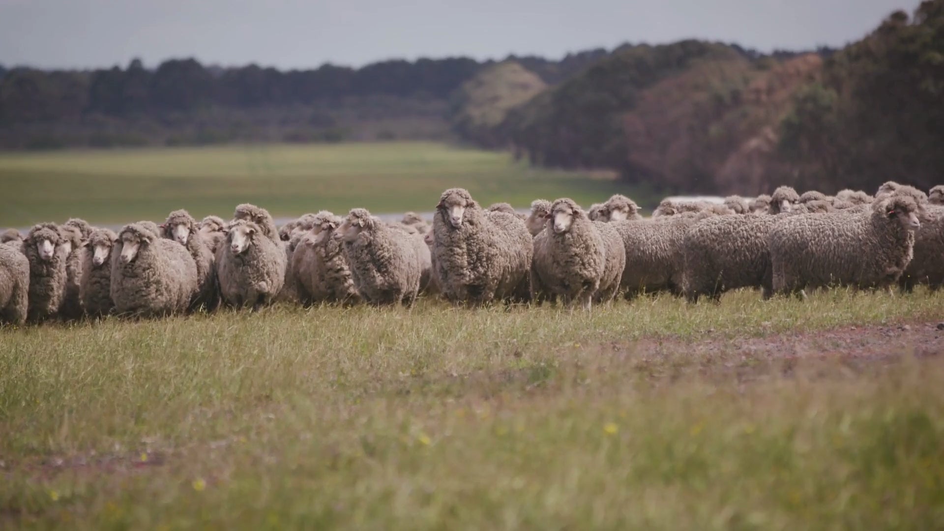 Load video: Merino Sheep Growing Wool