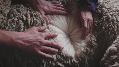 Merino wool 