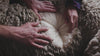 Merino wool 